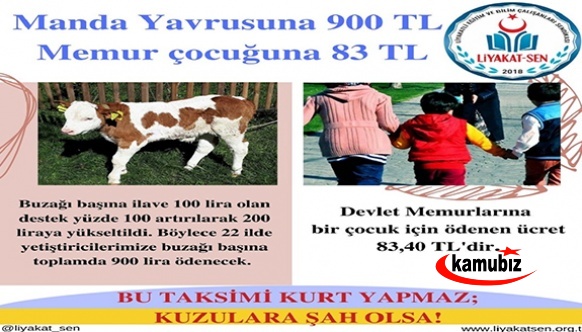 Manda Yavrusuna 900 TL, Memur Çocuğuna 83 TL yardım