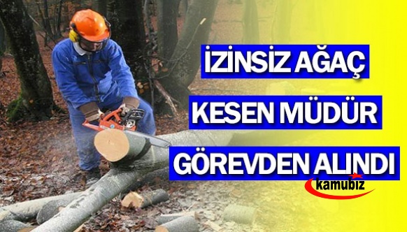 İzinsiz ağaç kesen müdür, görevden alındı