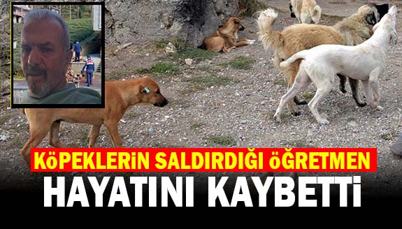 Köpeklerin saldırısına uğrayan öğretmen öldü