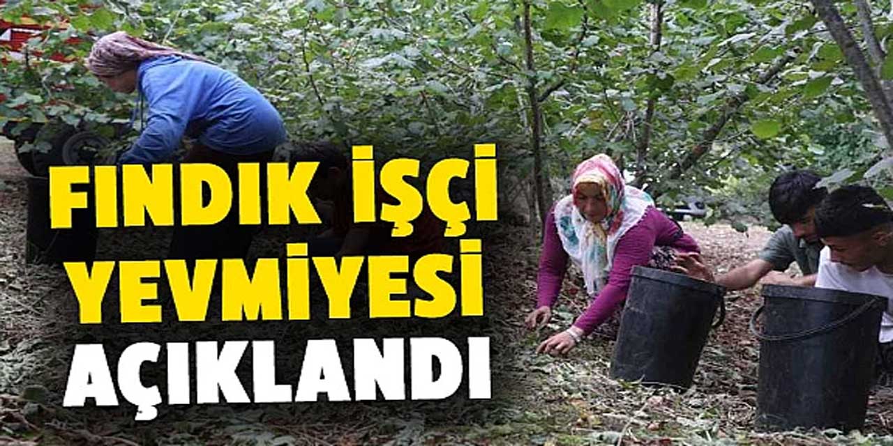 Sakarya, Ordu, Düzce, Samsun, Trabzon, Giresun'da Fındık İşçilerinin Günlük Yevmiyesi Belli Oldu