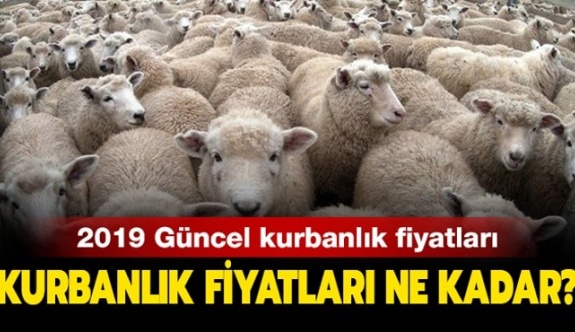 2019 Büyükbaş ve Küçükbaş Kurbanlık Fiyatları Ne Kadar? 2019 A101, CARREFOUR, MİGROS Kurban Fiyatları Belli Oldu