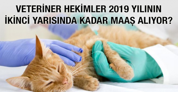 Her derece kademede veteriner/ uzman veteriner hekim 2019 Temmuz- Aralık maaşı