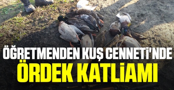 Öğretmenden Kuş Cenneti'nde ördek katliamı