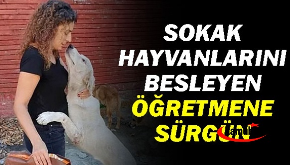 Sokak Hayvanlarını Besleyen Öğretmene Önce Kınama Sonra Sürgün