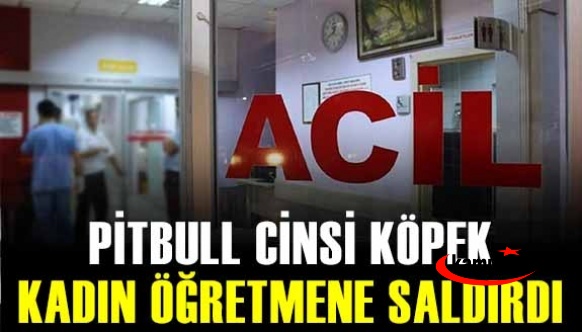 Pitbull cinsi köpek, kadın öğretmene saldırdı!