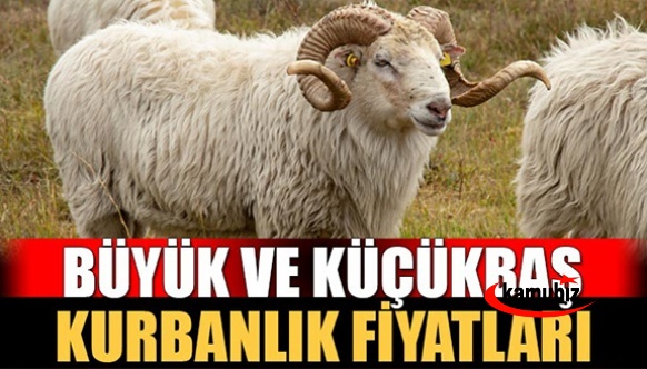 İllere göre 2022 kurbanlık fiyatları belli oldu